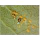 دستورالعمل کنترل پسیل معمولی پسته (Agonoscena pistaciae) و روش های مبارزه با آن با توجه به تولیدات شرکت آرمان سبز آدینه
